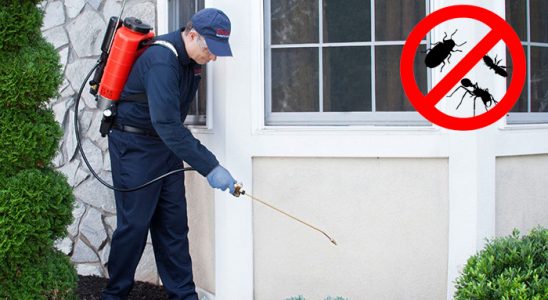 Kalkandere Tahtakurusu İlaçlama böcek ilaçlama ve haşere kontrolü — ilaclama-tr.com